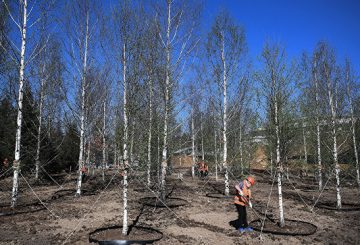 В Сокольниках высадят около четырех тысяч деревьев